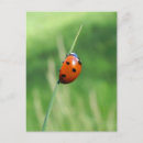 Zoek naar lieveheersbeestje briefkaarten Insect
