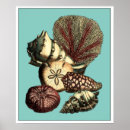 Zoek naar algen posters Zanddollar