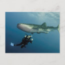 Zoek naar walvis haai briefkaarten Natuur