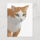 Zoek naar oranje katten briefkaarten Voor huisdieren