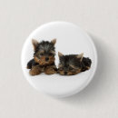 Zoek naar yorkshire terriër buttons Huisdier