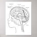 Zoek naar geneeskunde posters Anatomie