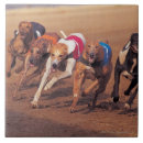 Zoek naar greyhound tegels Windhond