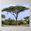 Zoek naar acacia bomen posters Safari