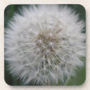 Zoek naar bloemen foto onderzetters Close up