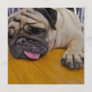Zoek naar pugs uitnodigingen Hond