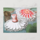 Zoek naar waterlelies briefkaarten Vintage