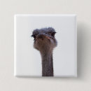 Zoek naar struisvogel buttons Vogels