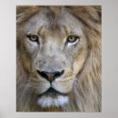 Zoek naar mannelijke leeuw posters Dier