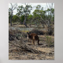 Zoek naar kangoeroe posters Outback