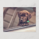 Zoek naar labrador puppy briefkaarten Dier