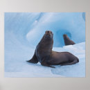 Zoek naar ijsbeer posters Blauw