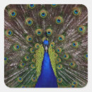 Zoek naar kleurrijke veren stickers Fotografie