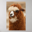 Zoek naar dieren fotografie Elk persoon