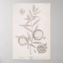 Zoek naar vintage kruiden posters Botanisch