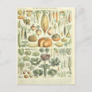 Zoek naar vintage illustraties briefkaarten Tekening