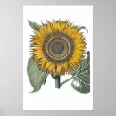 Zoek naar hortus posters Zonnebloem