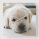 Zoek naar labrador klokken Schattig