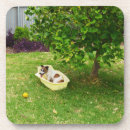 Zoek naar stamboom onderzetters Hond