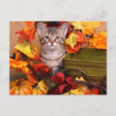 Zoek naar katten redding briefkaarten Kitten