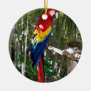Zoek naar parrot ornamenten Rood