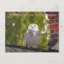 Zoek naar handsome briefkaarten Vogels