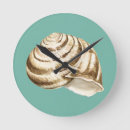 Zoek naar shell klokken Zeester