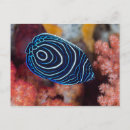 Zoek naar angelfish briefkaarten Koraal