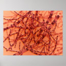 Zoek naar microben posters Bacteriën