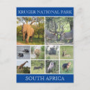 Zoek naar kruger briefkaarten Olifant