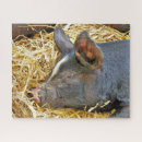 Zoek naar varkens puzzels Boerderijen