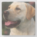 Zoek naar labrador retriever onderzetters Schattig