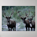 Zoek naar eland kunst Dieren in het wild