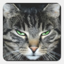 Zoek naar boze kat stickers Grappig