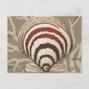 Zoek naar schelp briefkaarten Zeeschol