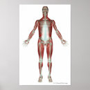 Zoek naar menselijke spieren posters Verticaal