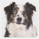 Zoek naar mini aussie stickers Hondenliefhebber