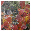 Zoek naar alaska tegels Plant