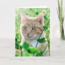 Zoek naar kat groene ogen kaarten Natuur