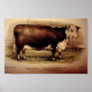 Zoek naar hereford posters Landbouw