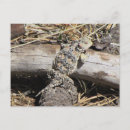 Zoek naar reptiel briefkaarten Roofdier