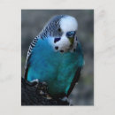 Zoek naar blauwe parkiet briefkaarten Vogel