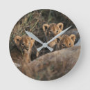 Zoek naar baby leeuw kunst Cubs