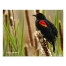 Zoek naar merels posters Roodvleugelige merel