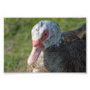 Zoek naar wilde vogel posters Eend