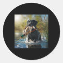 Zoek naar zwarte labrador retriever honden stickers Gele lab