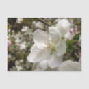 Zoek naar blossom tissue papier Weefsel