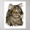 Zoek naar maine coon kunst Tabby