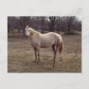 Zoek naar witte paarden briefkaarten Equine