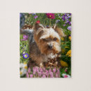 Zoek naar yorkshire terrier puzzels Cute